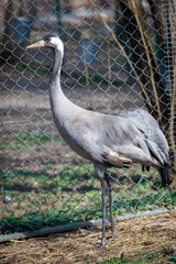 Obraz premium Crane bird in fenced enclosure