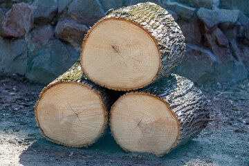 Fototapeta premium Stacked firewood logs with visible growth rings and bark
