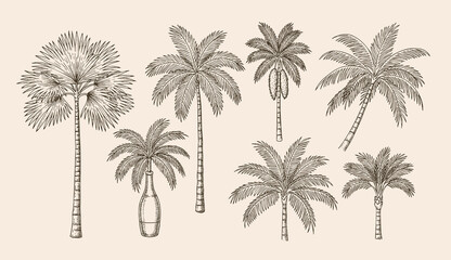 Naklejka premium Palm Trees Collection in Sketch Style for tropical theme