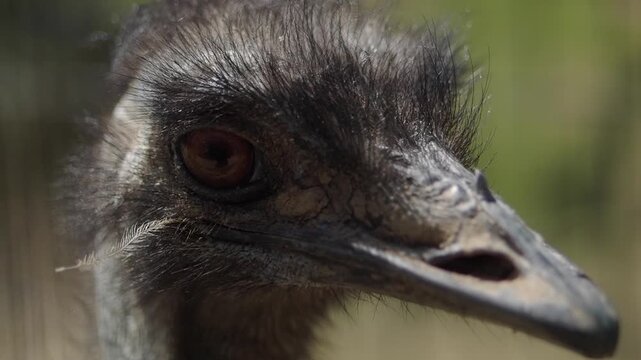 Close-Up Portrait Of An Emu Eye And Face Showing Feathers And Beak Texture