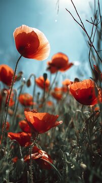 Vibrant red poppies illuminated by warm sunlight in a summer field