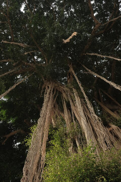 bayan tree roots from bellow