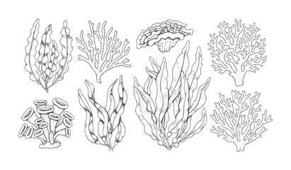 Hand drawn collection of various seaweeds and corals marine ocean underwater © Asha