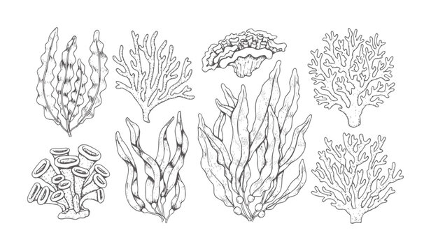 Hand drawn collection of various seaweeds and corals marine ocean underwater