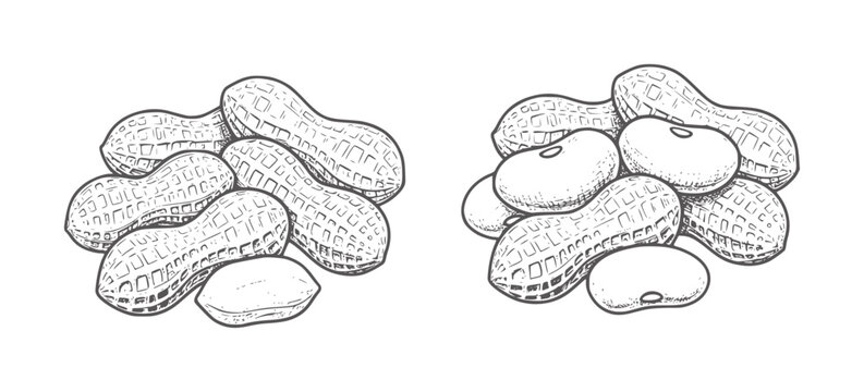 Hand drawn of peanuts and beans in piles legume food