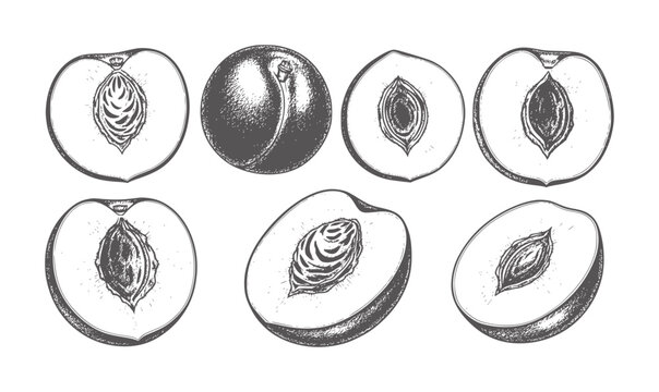 Vintage of whole and halved peaches with pits fruit