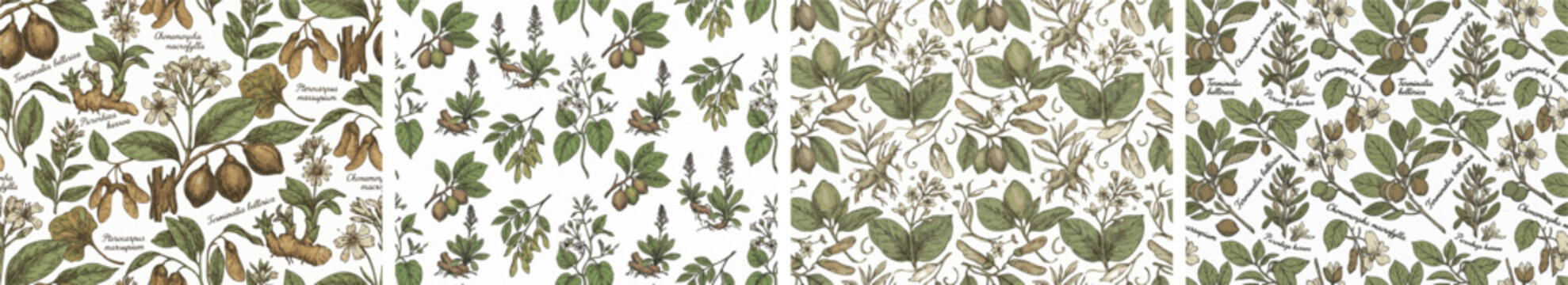 Seamless pattern  with cosmetic, perfumery and medical plants: terminalia bellirica, picrorhiza kurroa, chonemorpha macrofylla, pterocarpus marsupium. Vector hand drawn illustration, isolated on white