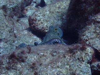 Common octopus (Octopus vulgaris) hiding in rocks, underwater wildlife © Sarah