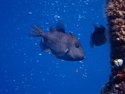 Grey triggerfish (Balistes capriscus) underwater in Mediterranean Sea