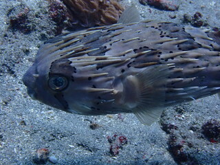 Porcupinefish with spines swimming over sandy seabed © Sarah