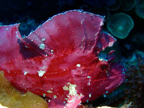 Red frogfish camouflaged on reef underwater