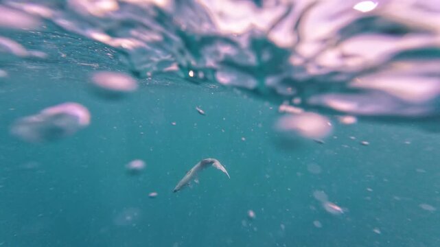 Action-packed sequence showing a fish struggling underwater before being pulled out of the blue ocean by a local fisherman