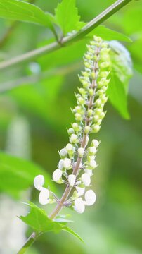 Macro View of White Wildflower Blossom in Australia Zoo Botanical Garden
