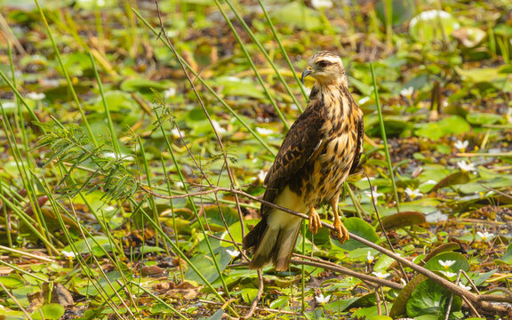 immaturer W&uuml;stenbussard (Parabuteo unicinctus)