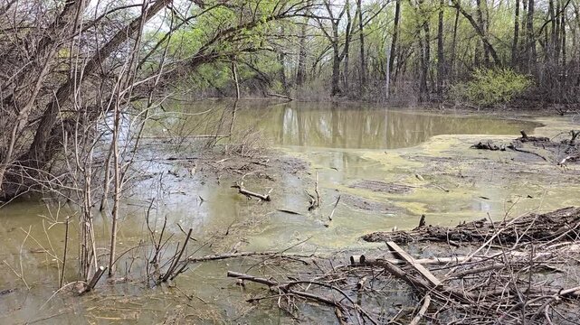 Flooded Khan's Grove in Uralsk. Spring flood in the forest. Flooded trees and murky water with mud and branches. A flooded grove, fallen trunks, and standing water under dense canopies. 