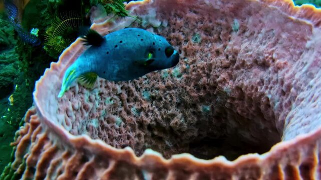 Close up of boxfish moving inside a large barrel sponge, showing distinctive shape and spotted body while exploring textured coral structure in clear tropical waters with soft natural lighting.