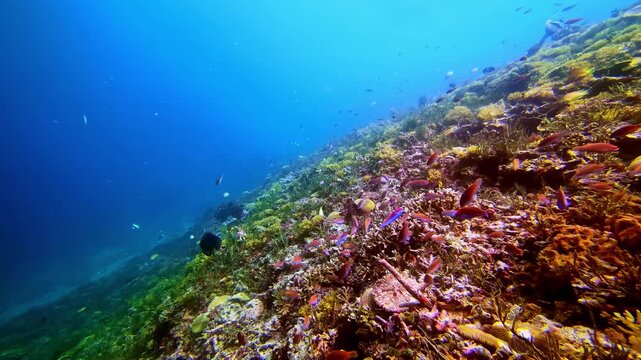 Wide angle view of a sloping coral reef with tropical fish moving along a diagonal composition, creating strong visual flow and open blue water copy space, ideal for backgrounds, headers and overlays.
