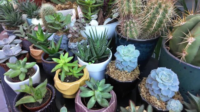 Exploring different types of succulents in various pots