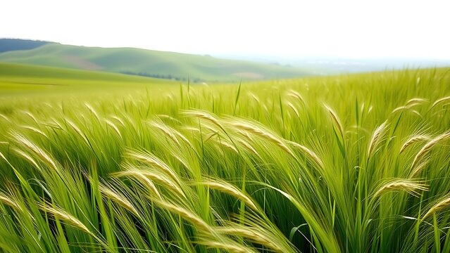 ryegrass. Field of ryegrass swaying in the breeze under morning sunlight, serene landscape. gardening catalogs, home-decor guides, designed for gardening and botanical catalogs.