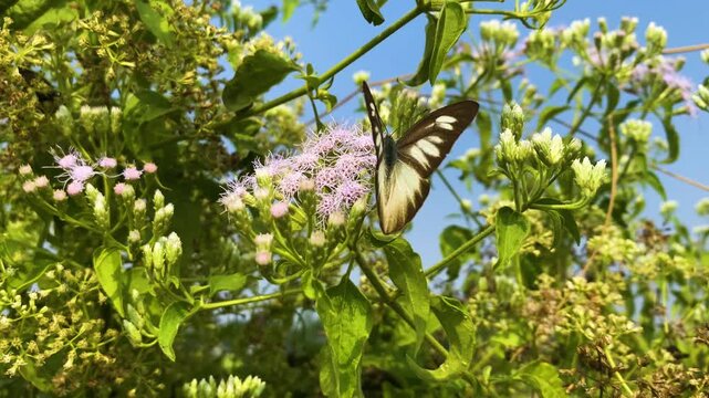 Eastern striped Albatross Butterfly pollinating on Siam weed flower in Vernonia polysphaera bush.
