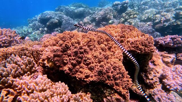 A blue-lipped sea krait (Laticauda laticaudata) hunting along the coral reef in Apo Island, wildlife sighting during snorkeling. Dauin, Philippines