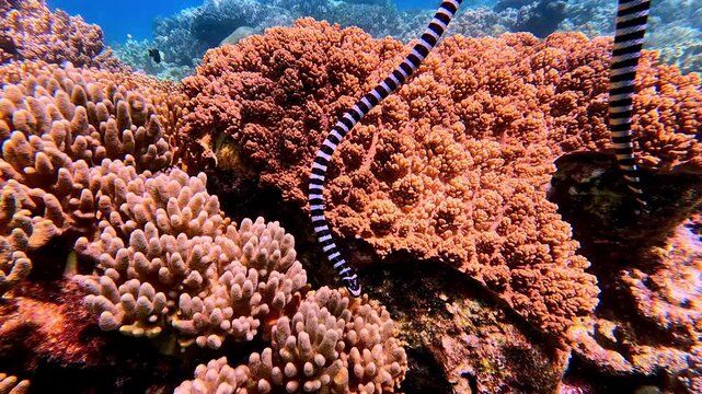 Wildlife sighting during snorkeling, blue-lipped sea krait (Laticauda laticaudata) gliding along the coral reef in Apo Island. Dauin, Philippines