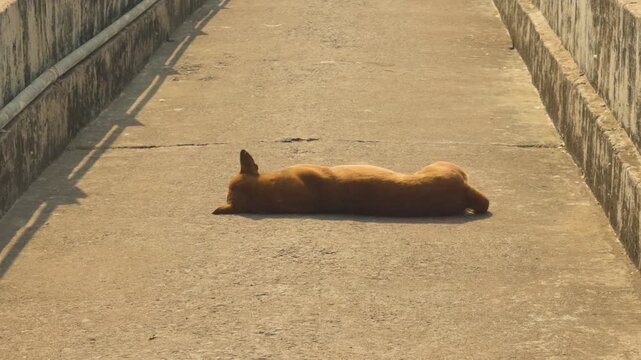 a street dog resting in an indian city