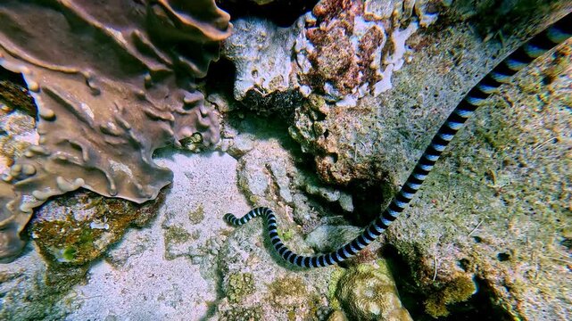 A blue-lipped sea krait (Laticauda laticaudata) swimming deeper as it hunts in the reef around Apo Isand in the renowned diving destination of Dauin, Philippines