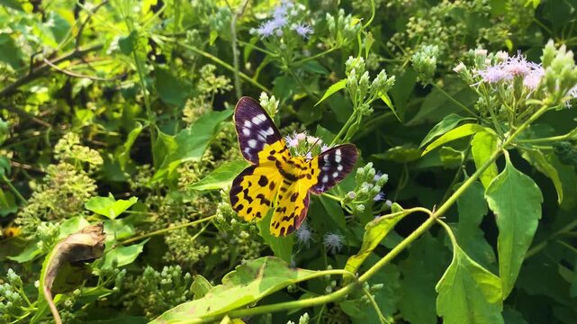 False tiger moth pollinating on Siam weed flowers along Mikania micrantha bush.