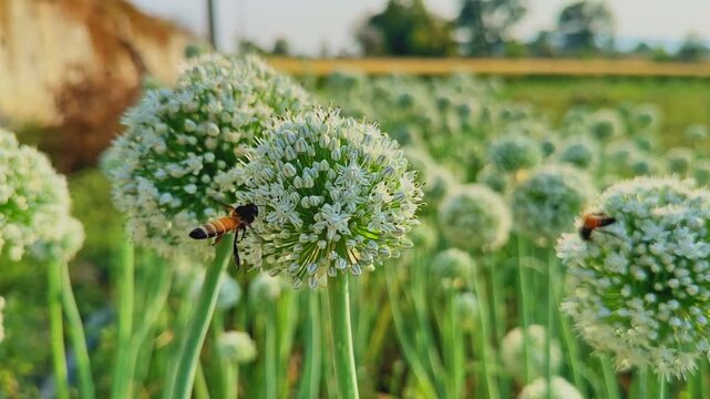 Closeup of multiple honeybees actively collecting nectar on white onion flower heads, green stalks and warm sunlight highlighting pollination activity and natural field textures.