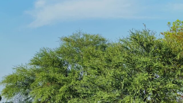 Wide view of dense green babool tree canopy spreading naturally with fine branches and foliage under bright sunlight against a clear blue sky in a rural landscape.
