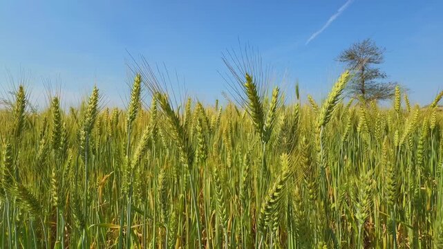 Smooth tracking view across a lush green wheat field with upright grain heads and fine awns, bright sunlight and clear blue sky enhancing depth and natural textures of growing crops.