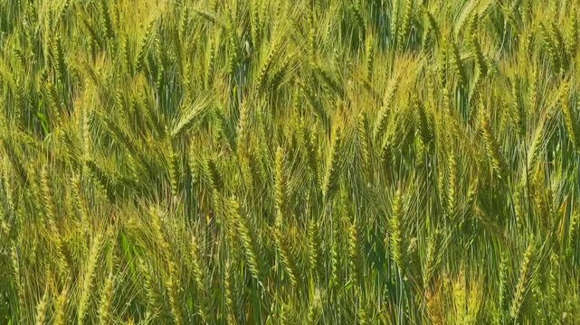 Detailed closeup of green wheat heads with fine awns moving slowly in a gentle breeze, sunlight enhancing soft textures and natural patterns across a dense agricultural field.