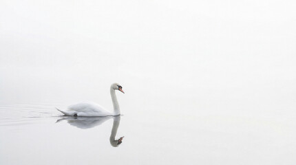 Obraz premium High Key Minimalist Serene Lake Scene with a White Swan in Winter Fog