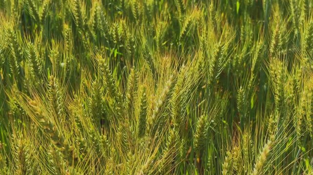 Closeup of ripening wheat heads turning golden, long awns shimmering as they sway gently in warm sunlight, creating rich texture and natural patterns across the dense field.