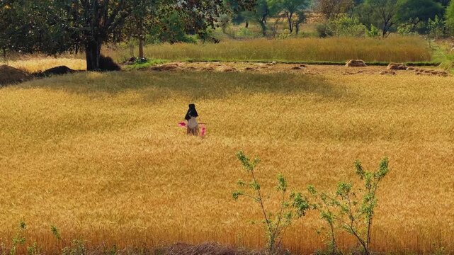 Wide view of golden wheat field with a human shaped scarecrow dressed in skirt and shirt standing in the center, surrounded by trees and rural farmland under warm sunlight.