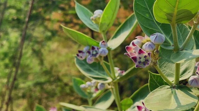 Closeup of Calotropis plant known as Aak or Madar showing thick green leaves, waxy purple white flowers and rounded buds illuminated by warm natural sunlight.