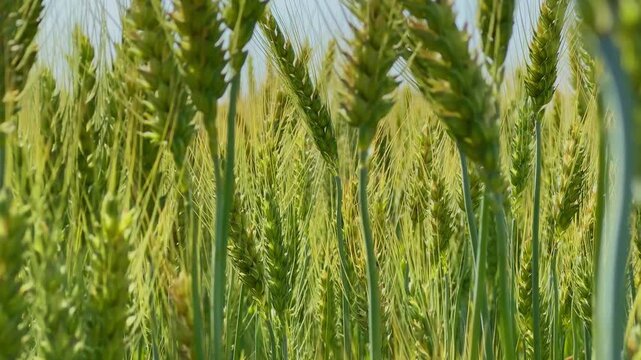 Low angle closeup of green wheat plants with elongated awns swaying gently in the wind, sunlight filtering through stems and grains creating depth and rich natural textures.