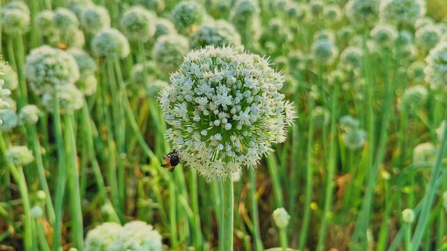 Closeup of a bee visiting a white onion flower head, surrounded by tall green stalks, with soft sunlight enhancing the spherical bloom and fine floral textures in the field.