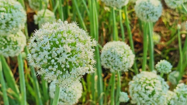 Detailed closeup of a white onion flower head with tiny clustered blooms forming a spherical shape, surrounded by green stalks and softly lit by warm sunlight.