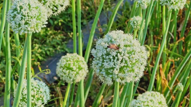 Closeup of a bee collecting nectar on a white onion flower head, surrounded by green stalks and illuminated by warm sunlight, highlighting fine textures and natural details.