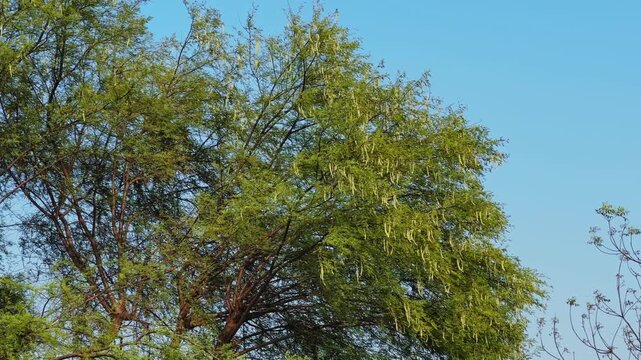 Close view of babool tree branches filled with long light colored constricted seed pods hanging densely among green foliage against a clear blue sky in a rural setting.