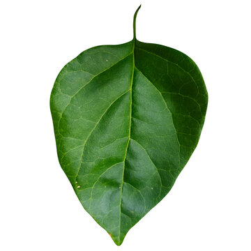 Clean minimalist plant leaf visual asset