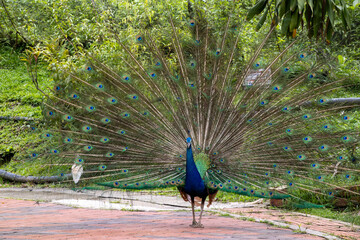 Obraz premium Peacock Displaying Feathers in Garden