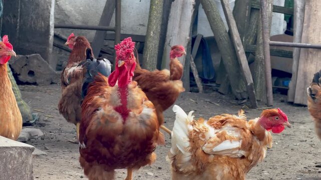 Naked Neck rooster and brown chickens walking in farm yard, domestic poultry foraging in rural countryside