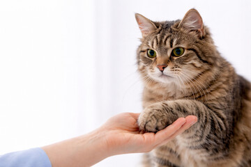 Obraz premium Brown tabby cat giving paw to human hand. Friendly interaction between pet and woman owner. Veterinary examination of animal and trust concept. Domestic companion animal care and love.