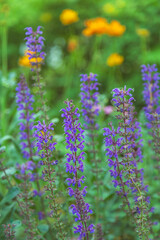 Obraz premium Vibrant purple salvia blooming in a spring garden, beautiful vertical nature background with soft green foliage and blurred orange flowers.
