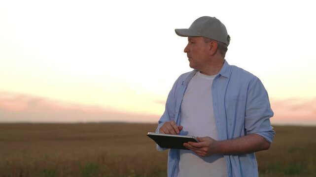 farmer works digital tablet wheat field, agriculture, modern wheat harvesting, industrial farming technologies, farm owner reviewing app in sunset glow, calm evening on farm: farmer checks data on