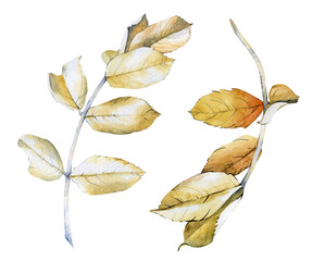 Naklejka premium A rustic, hand-painted watercolor illustration featuring two branches rosehip with dried, golden-brown foliage on an isolated background. Realistic clipart for Thanksgiving invitations, seasonal