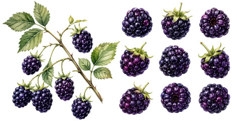 A charming watercolor collection of blackberries featuring ripe dark berries with glossy highlights leafy branches and delicate botanical details illustrated in a natural botanical style. © liana